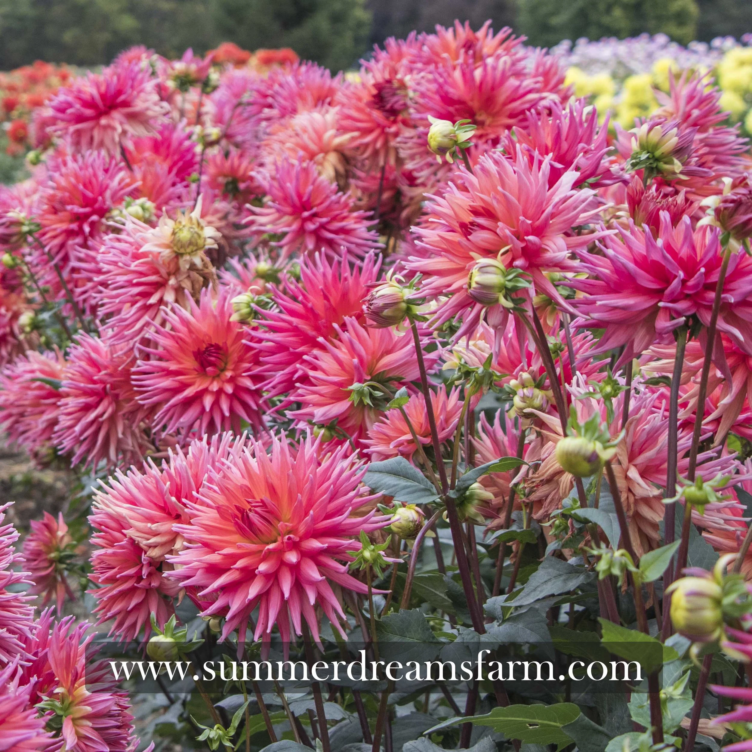 Dahlia - Wyn's King Salmon — Dahlia | SummerDreamsFarm